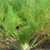 Šta saditi pored kupusa na otvorenom polju